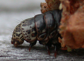 Evergreen Bagworm